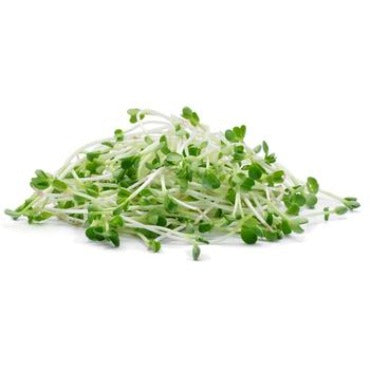 Radish Microgreens